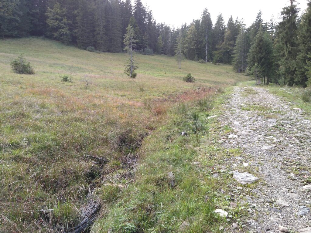 ohne Bewilligung errichtete Forststraße auf Moorfläche